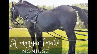 Nóniusz- Parádé #3