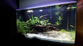 Dirted 20 Gallon : First Few Weeks