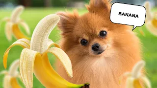 Pomeranian Dog: A Compilation of the Funniest and Cutest Pomeranian Dog Videos