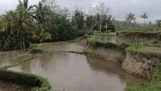 Gentle Sounds of Rain & Thunder Rumble Tropical Pond | Perfect For Sleep, Insomnia, PTSD