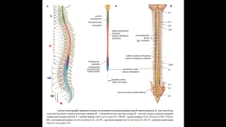 211. Спинний мозок - AnatomUa - AUDIO