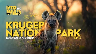 Kruger National Park Wildlife Safari - Relaxation and Meditational Nature Experience - EP 3