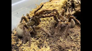 Theraphosa blondi, second pairing