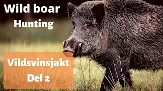 Wild boar hunting at Hörningsolm part 2 - The best of Swedish hunting 2019
