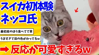 【2ch動物スレ】初めてスイカを食べたネッコの反応→かわいすぎるwwwwww