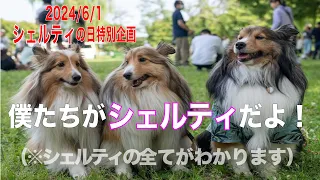 みなさんはシェルティって犬を知ってますか？シェルティの日特別企画。シェルティの全てを動画にしました。