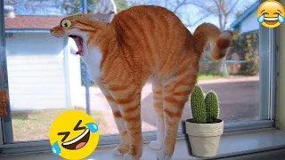 Funniest Animals 😅 New Funny Cats and Dogs Videos 😹🐶 Part 38