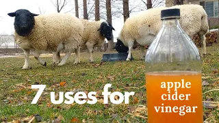 Apple Cider Vinegar on the Homestead 7 Ways!