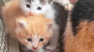 The neighbor’s cute kitten that just learned to walk