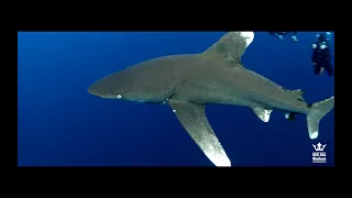 3 Oceanic Whitetip Sharks at Elphinstone, trip #20 (2021)