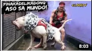 10 PINAKA DELIKADONG ASO SA BUONG MUNDO l Clark TV