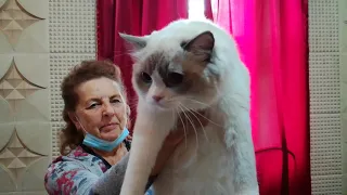 03.10.2020. Международная Выставка Кошек г. Ставрополь / International Cat show in Stavropol Russia.