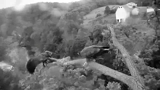 Decorah N1 17/07/19  17:50 Eaglet tumbles off branch in storm, another stays perched  - slow motion