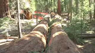Giant Sequoia Fall