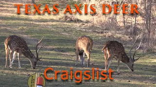 AXIS DEER HUNTING IN TEXAS