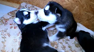 HUSKIE PUPPY FIGHT / ДРАКА ЩЕНКОВ ХАСКИ