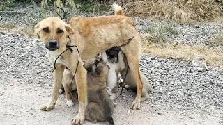 We rescued the mom dog tied by the legs and left in the woods with her puppies.