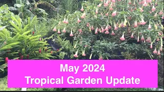🌼 Panama Tropical Garden Update, May 2024: Shell ginger, Angel's Trumpet, Papaya - Loving the Rain!