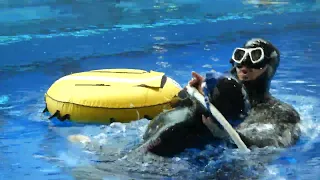 Deepwater blackout rescue | Freediving Skills