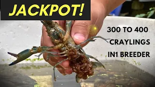 JACKPOT! 300 to 400 craylings in 1 breeder crayfish