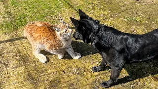 THE DOG WANTED TO PLAY WITH THE LYNX / Difficult choice of Maine Coon