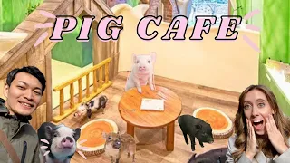 Micro PIG cafe in Tokyo! マイクロピッグカフェ【原宿】