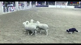 Hendrix at the 2023 National Western Stock Show Sheep Dog Trial