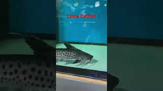 10” Lince Catfish (REUPLOAD)