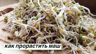 Как прорастить маш в пластиковой бутылке. Как правильно приготовить маш в домашних условиях. рецепт