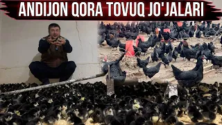 Sezon boshlandi Tuxum yo'nalishidagi Andijon Qora Tovuq Jo'jalari