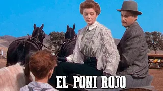 El poni rojo | Película del Oeste | Robert Mitchum | Español | Vaqueros | Drama