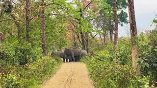 Manas National Park Assam.