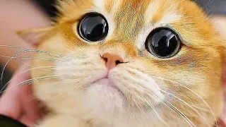 THE BEST FUNNY CAT VIDEOS OF THE WEEK 😸-Try Not To Laugh Or Grin Challenge 2021 #4