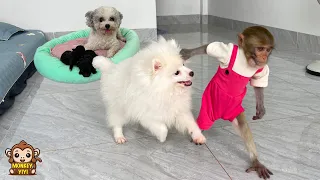 Super smart! Monkey YiYi protects baby dogs when DoDo reacts to them