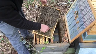 Mai - starke Völker - nicht zu früh erweitern - Imkern mit Dadant