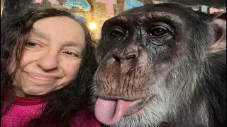 Prejudice is Bad: Bias against Chimpanzees?