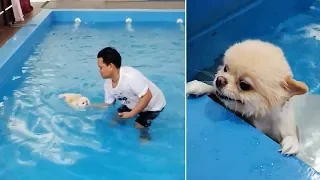 Pomeranian Learns To Swim