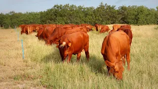 498. Manejo Regenerativo de Ranchos en el Rancho El Milagro