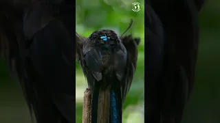 Wonderful Birds | Birds of Paradise Unveiled: The Enchanting Black Sicklebill Beauty | Stress Relief