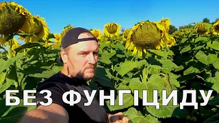 Немає хвороб на соняшнику! Чому? Без фунгіцидів і добрив. Сонях 2023. Частина 3.