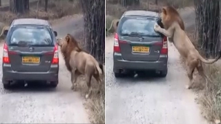 Lions attack safari vehicle Bannerghatta Biological Park