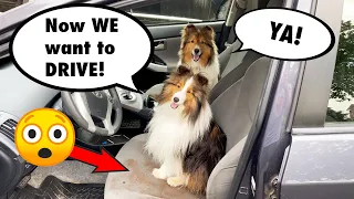 "WE want to DRIVE!" 🚗🐶 a Biscuit Talky on Cricket "the Sheltie" Chronicles e122