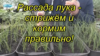 Когда и как подстригать рассаду лука из семян. Кормить или не нужно рассаду лука?