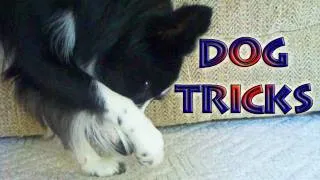 Amazing Funny Dog Tricks by Nana
