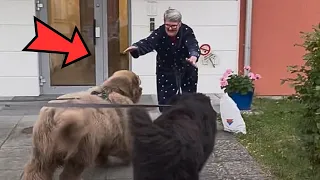 What these Newfoundland puppies do every time their grandmother arrives is wonderful!