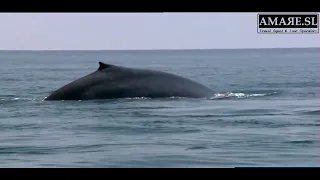 Visit Sri Lanka with AMAЯE.SL  Whale Watching in Mirissa Sri Lanka