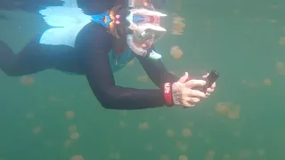 ROCK ISLANDS AGGRESSOR - Palau - Jellyfish Lake
