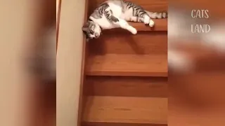 OMG So Cute Cats ♥ Best Funny Cat Videos 2021 #110 😆😆😆😍😘😘😘