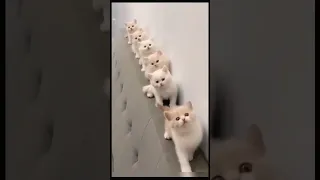 Funny videos with CATs Cute Kittens 🐈‍⬛😻