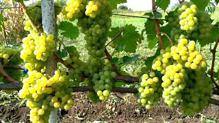 Осветление гроздей винограда - Зелёные операции на винограднике продолжаются
